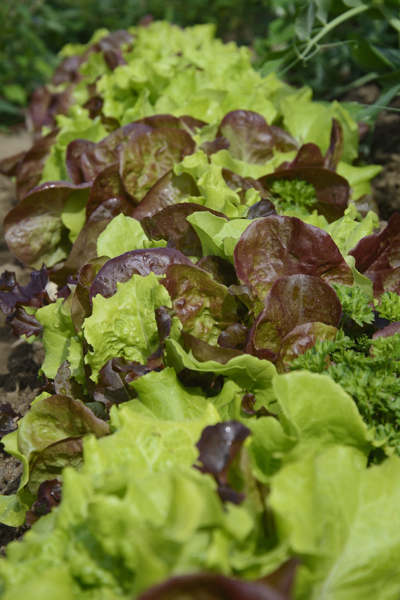 Pflücksalat Pflücksalat. In fertig angemischten Salaten in Restaurants und Fast-Food Ketten finden sich mehr Zucker, als allgemein angenmmen wird.