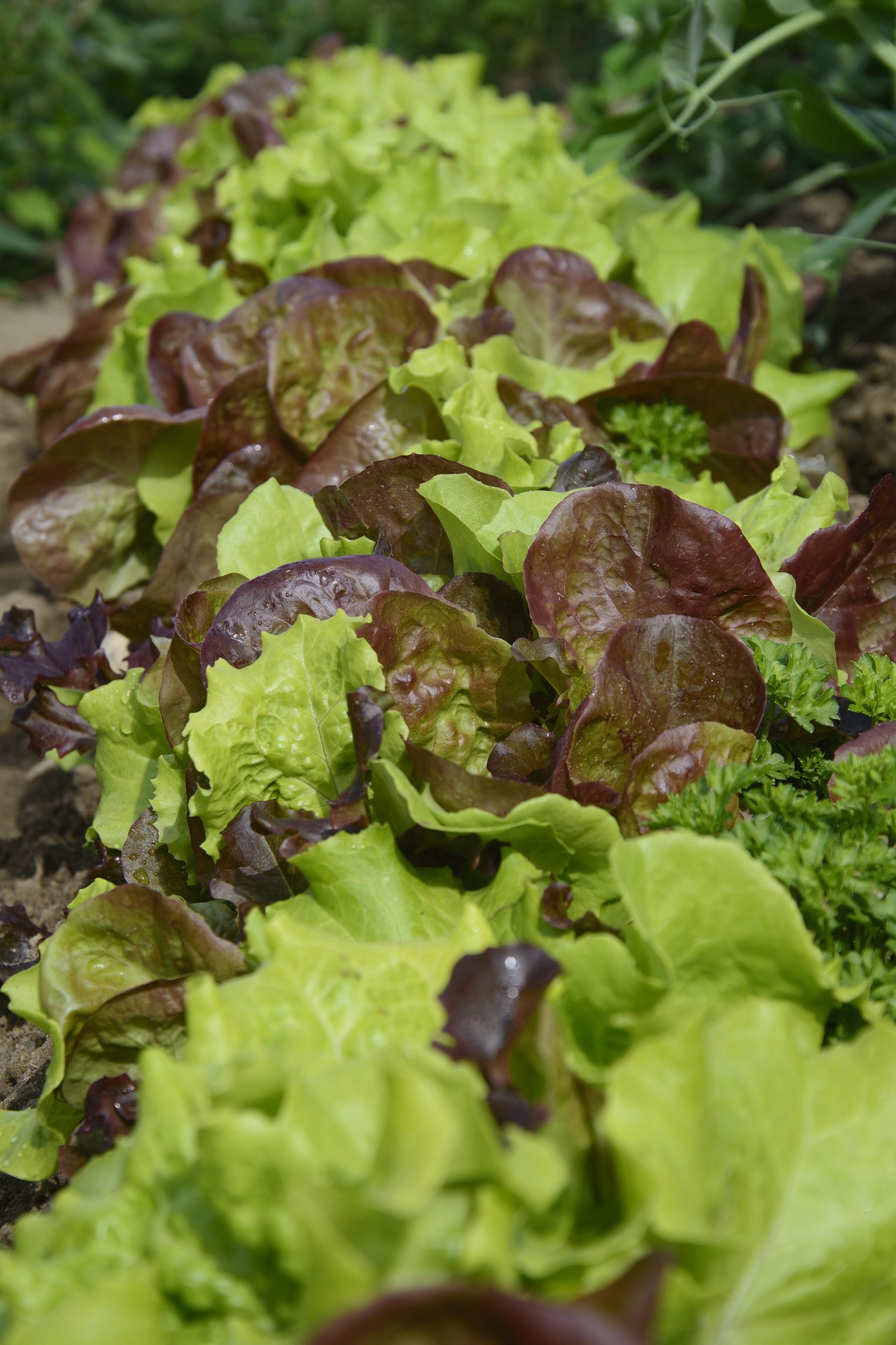 Pflücksalat. In fertig angemischten Salaten in Restaurants und Fast-Food Ketten finden sich mehr Zucker, als allgemein angenmmen wird.